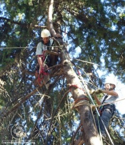 nucleo_luz_BH_arvores4