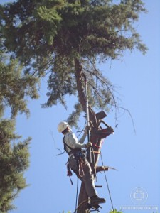 nucleo_luz_BH_arvores5