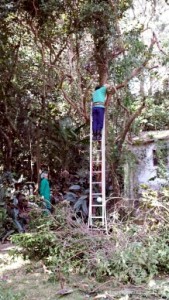 reino_vegetal_NFSP_arvores3