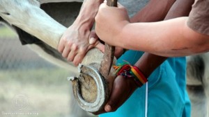 cavalos_comunidade_nova_terra_3