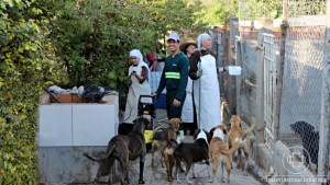 caes_canil_campinas_mutirao_1_rede_luz_julho_2016