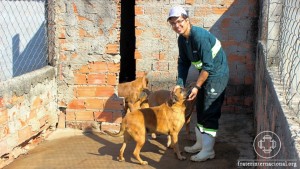 caes_canil_campinas_mutirao_1_rede_luz_julho_2016_cao_voluntario