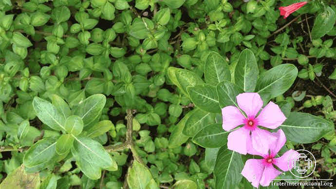 flor-maria