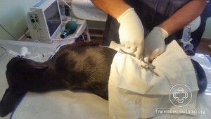 casa-esperanca-castracao-07-09-2016_05