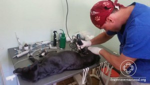 casa-esperanca-castracao-07-09-2016_06