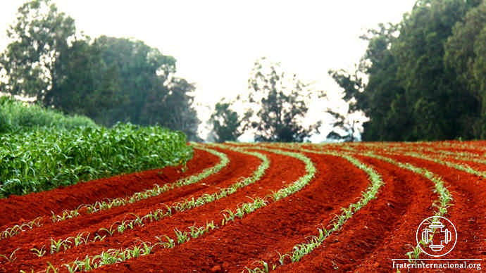 plantios
