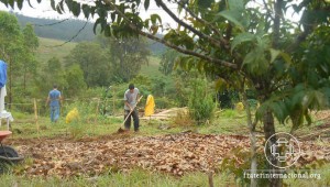 encontro-arvores-iii-plantio-terras-irmandade-05