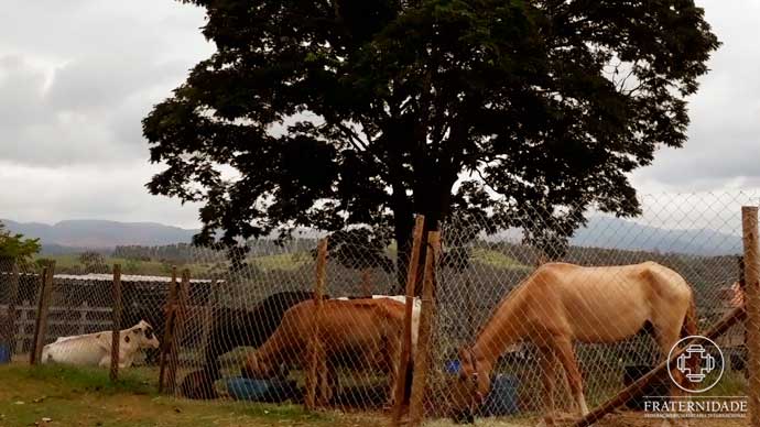 Musicoterapia com os animais em Brumadinho