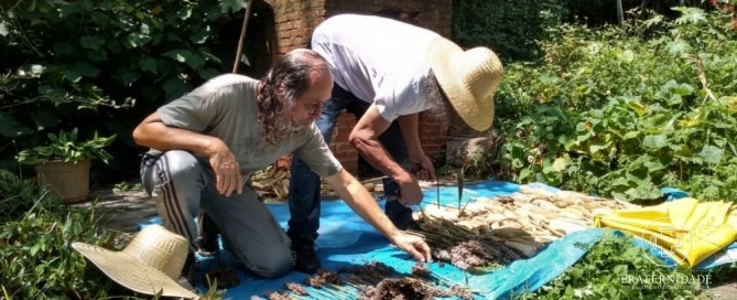 Agrofloresta do Núcleo-Luz de São Paulo