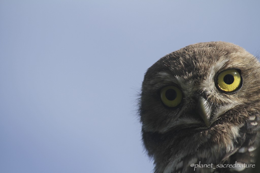 Reinos da Natureza by @planet_sacrednature