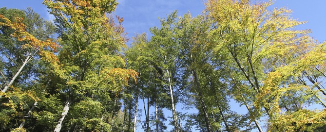 Reinos da Natureza by @planet_sacrednature