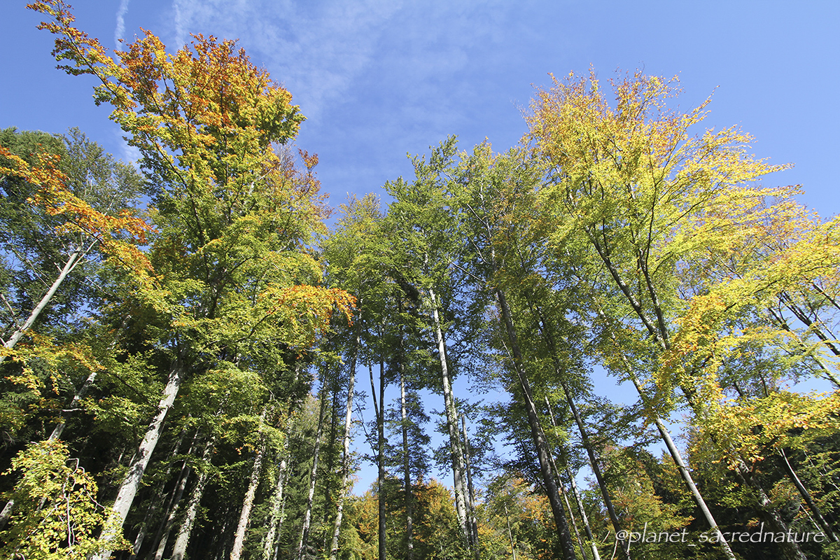 Reinos da Natureza by @planet_sacrednature