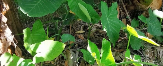 Plantas Alimentícias Não Convencionais