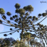 @planet_sacrednature