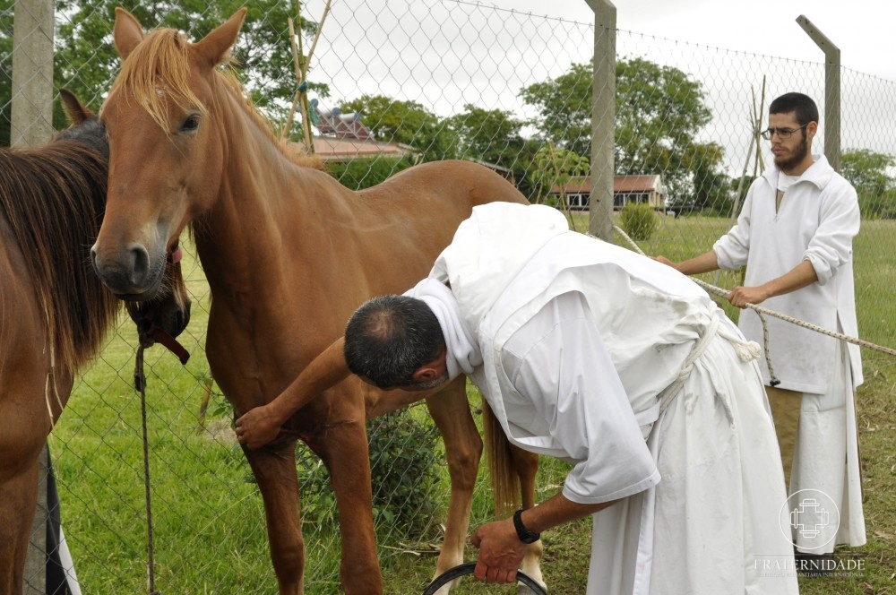Os cavalos Vitório e Aleluya: história de fé e esperança