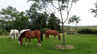 Os cavalos Vitório e Aleluya: história de fé e esperança