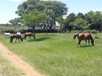 Os cavalos Vitório e Aleluya: história de fé e esperança