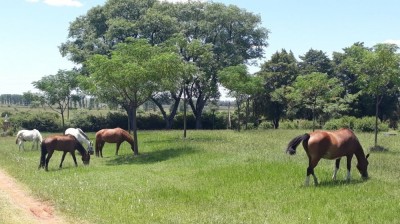 Os cavalos Vitório e Aleluya: história de fé e esperança
