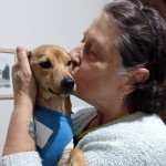 Adoção de cães