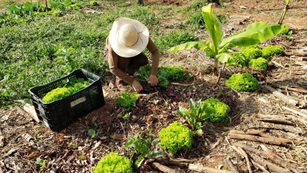 Casa Luz da Colina desenvolve projeto de agricultura regenerativa