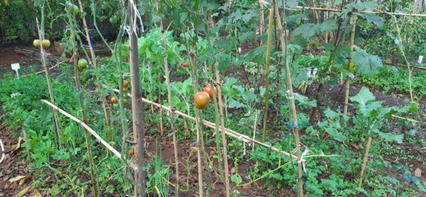 Núcleo-Luz em Brasília inicia hortas orgânicas