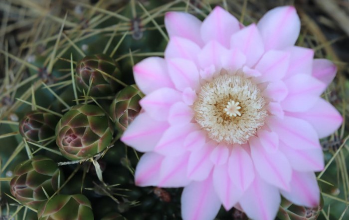 Gymnocalycium baldianum