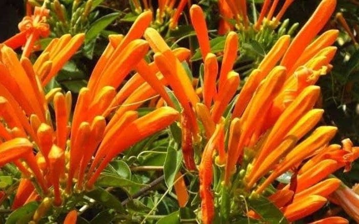 A relação com as flores na Comunidade-Luz Figueira