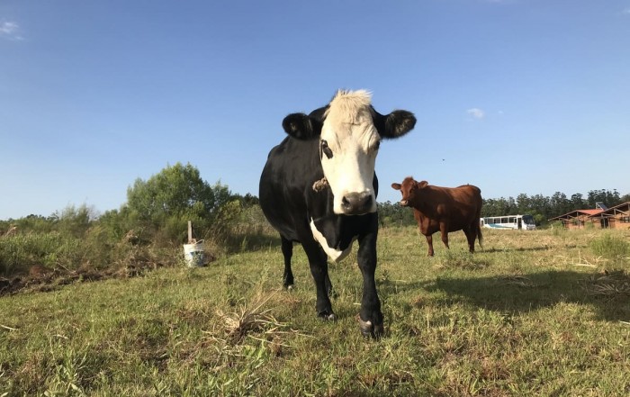 Cuidado com os Animais na Comunidade-Luz Fraternidade Aurora