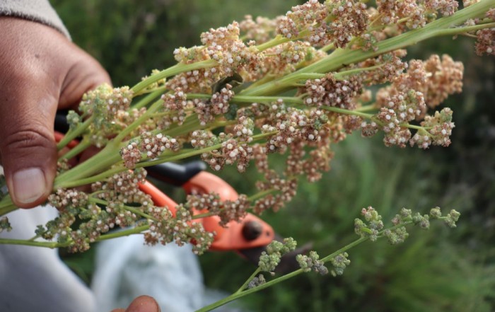 Cultivo de Quinoa