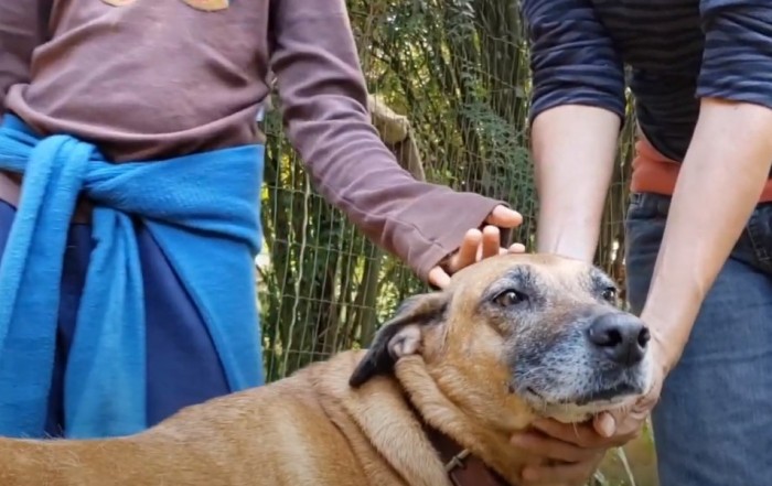 O Trabalho com os cães no Sítio dos Reinos