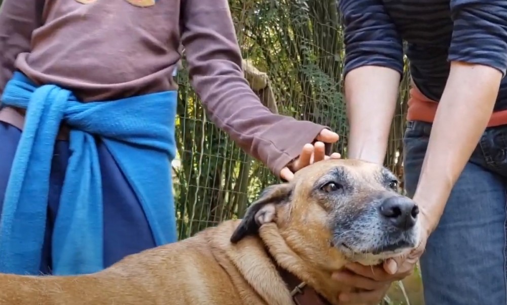 O Trabalho com os cães no Sítio dos Reinos