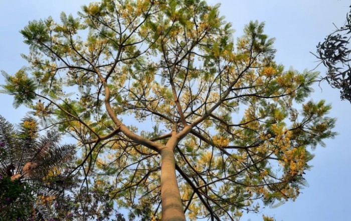 Núcleo-Luz dos Sagrados Reinos
