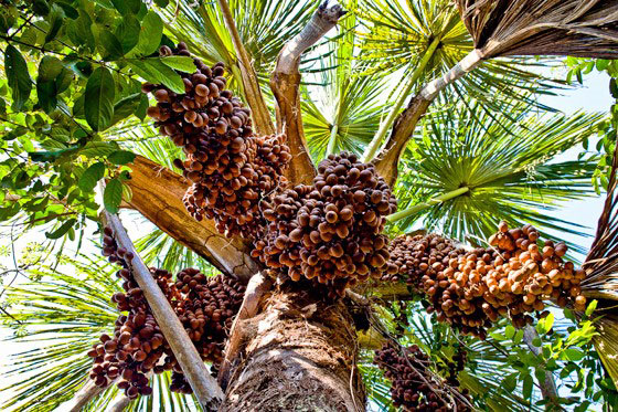 Buriti Palm